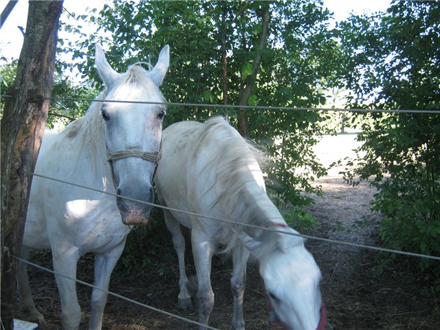 na ranču